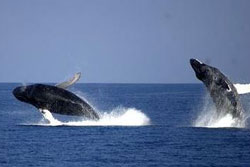 whale watching in newport beach