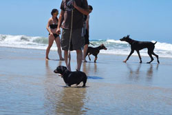 dog park in huntington beach, california