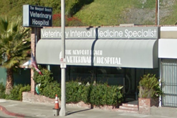 vet in newport beach california pet friendly veterinarian