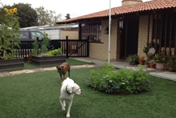 doggy daycare in newport beach