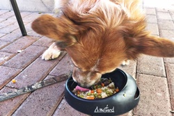 pet friendly restaurant in newport beach