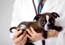 vets in Newport Beach, CA, Orange County vets California, veterinarians near Newport Beach, Cali